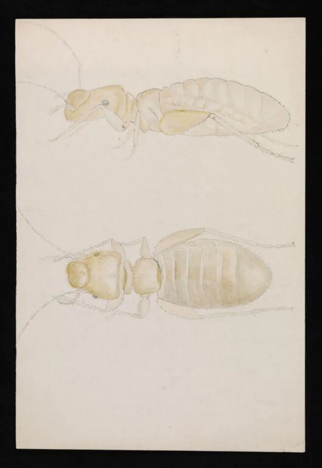 Views of an ant (highly magnified), by Beatrix Potter, watercolor, 1886