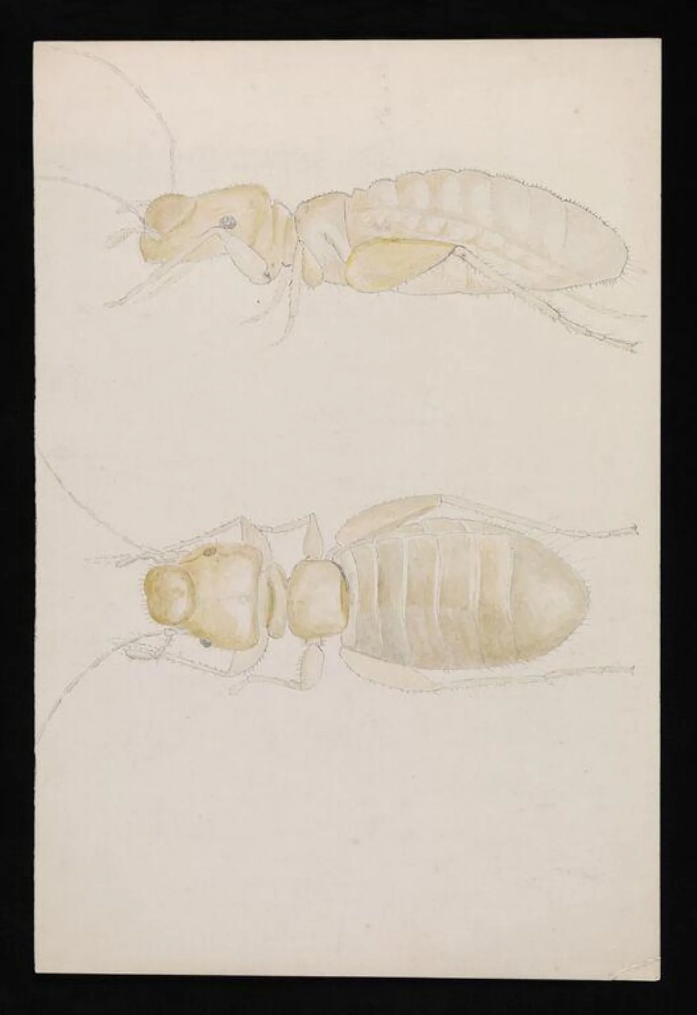 Views of an ant (highly magnified), detail