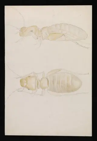 Views of an ant (highly magnified), by Beatrix Potter, watercolor, 1886