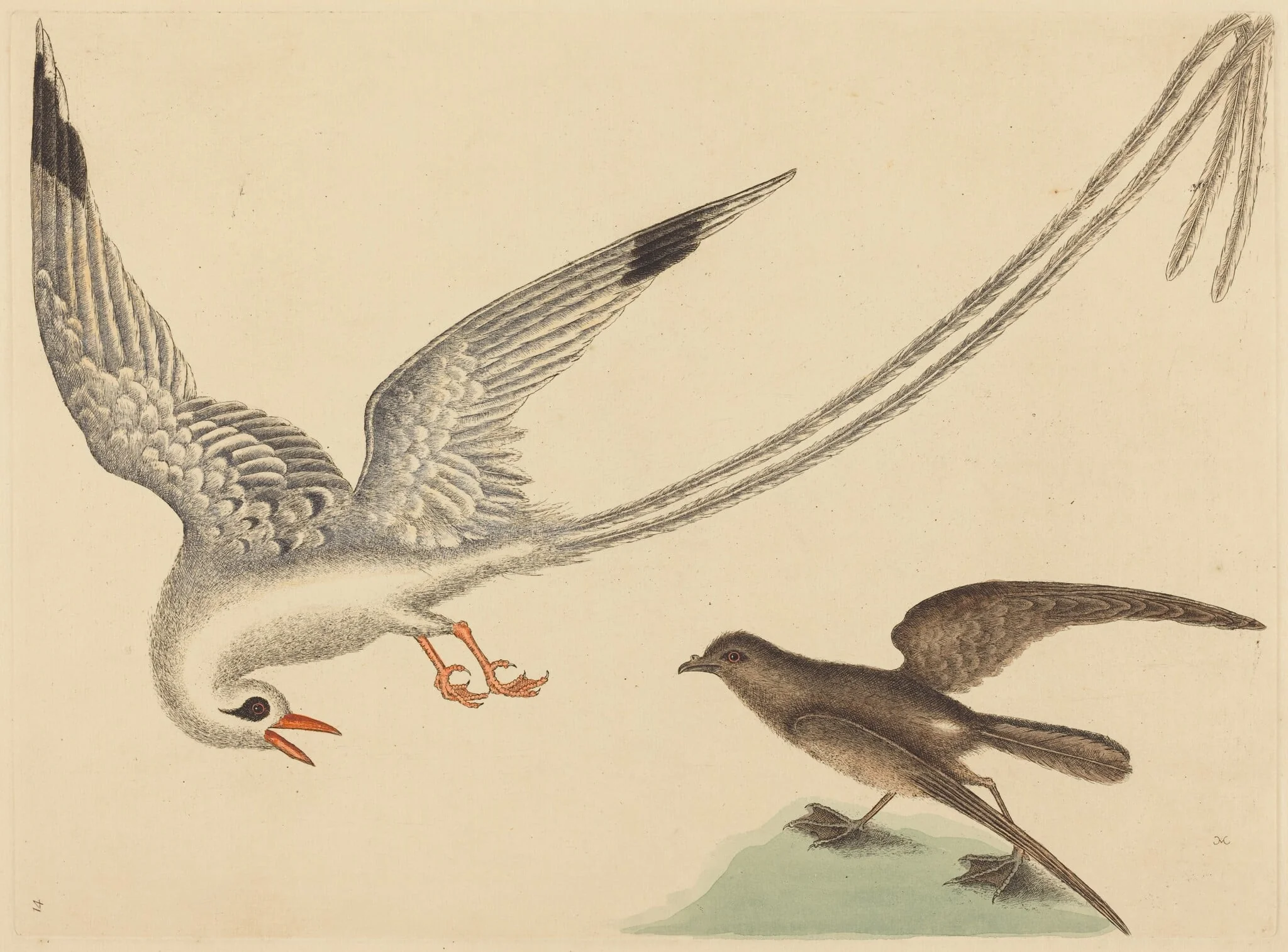 The Rice-bird (Emberiza oryzivora), detail