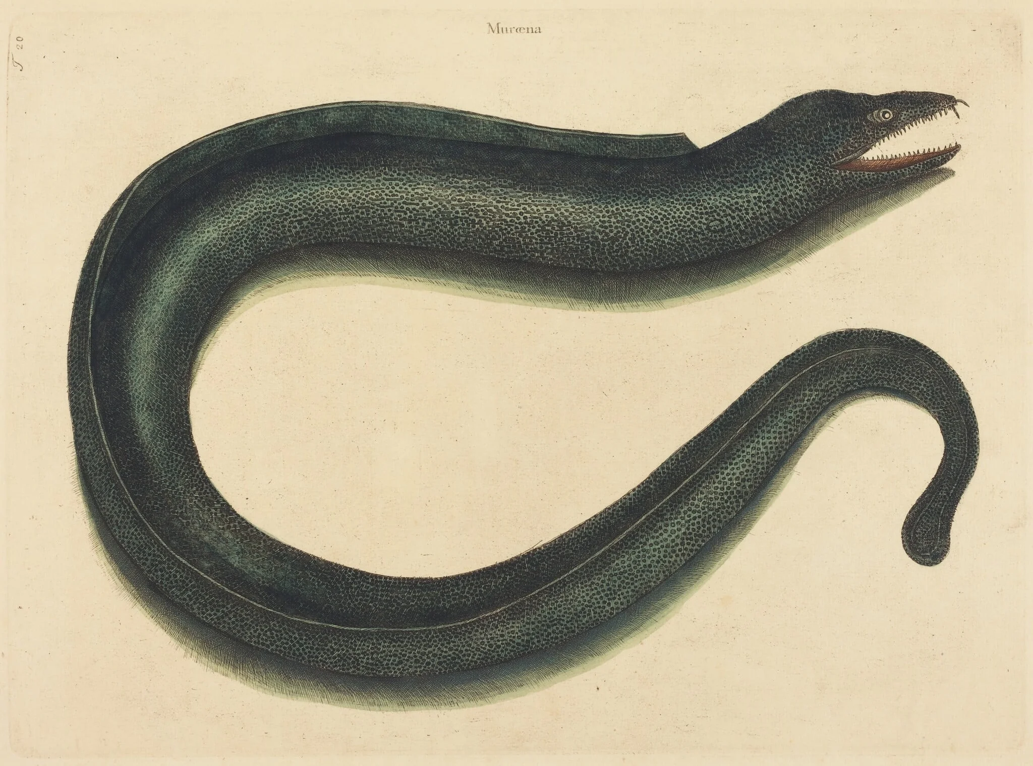 The Muray (Muraena helena), detail