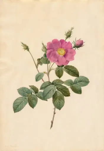 Cabbage Rose (Rosa Centifolia Simplex), by Pierre Joseph Redouté, 1820
