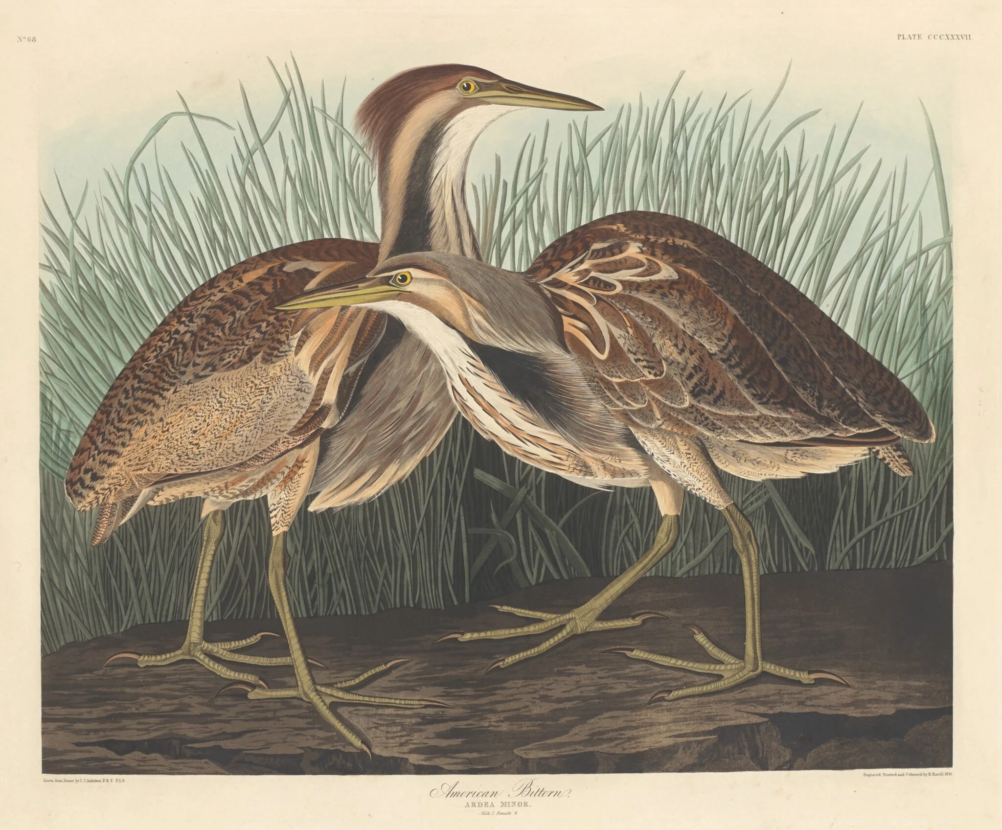 American Bittern, detail