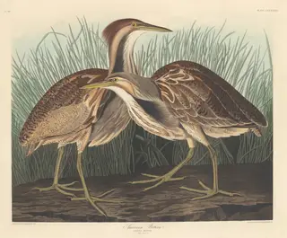 American Bittern, by Havell, Jr., Robert, ink, 1836