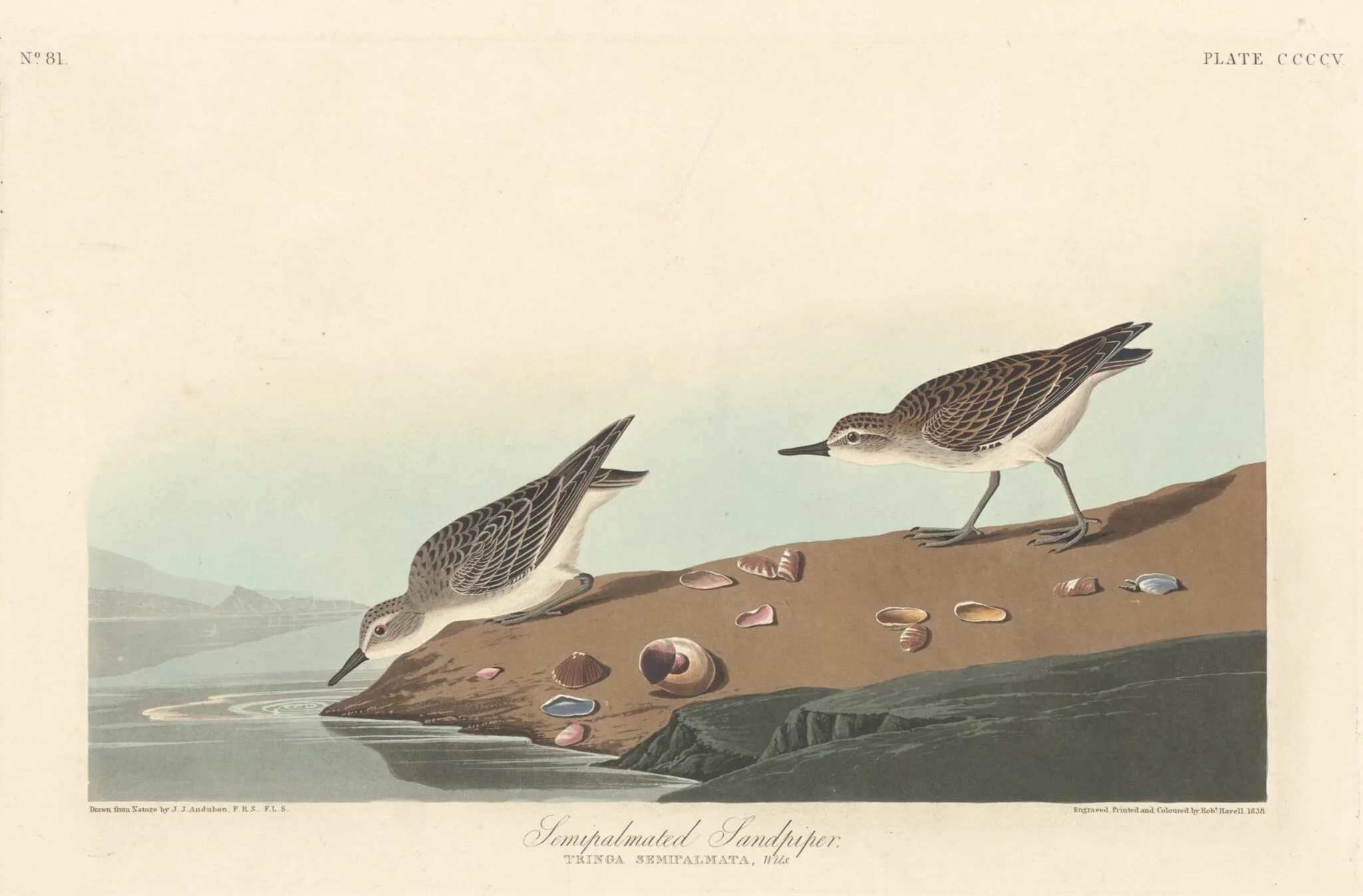 Semi-palmated Sandpiper, detail