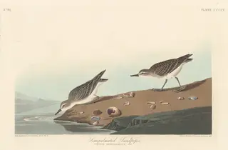 Semi-palmated Sandpiper, by Havell, Jr., Robert, ink, 1838