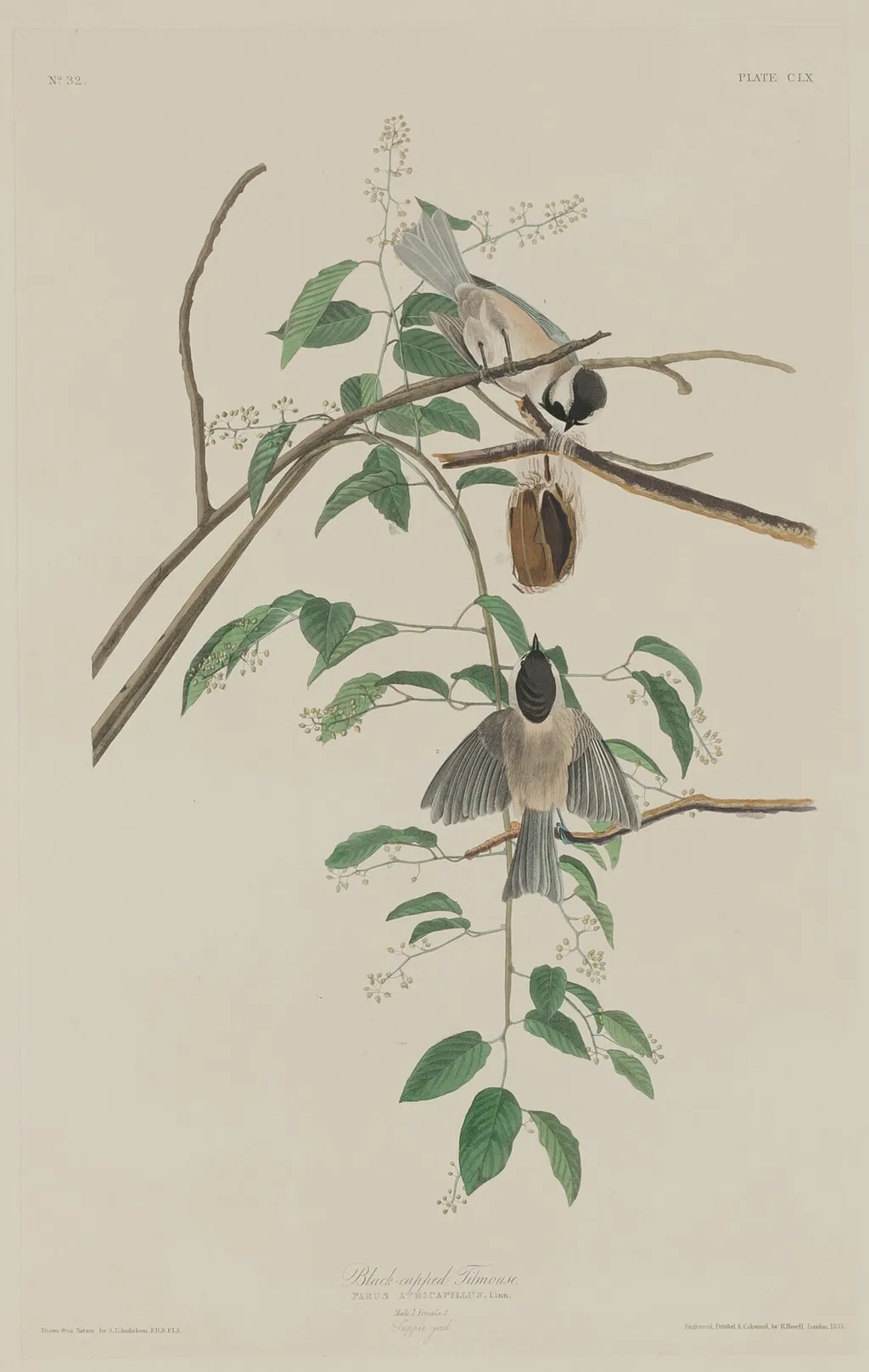 Black-capped Titmouse, by Havell, Jr., Robert, ink, 1833