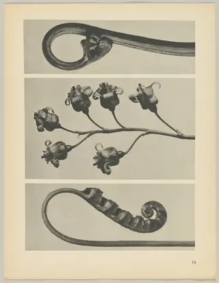 a Polypodium vulgare; b Ribes nigrum; c Pteridium aquilinum, by Karl Blossfeldt, 1928