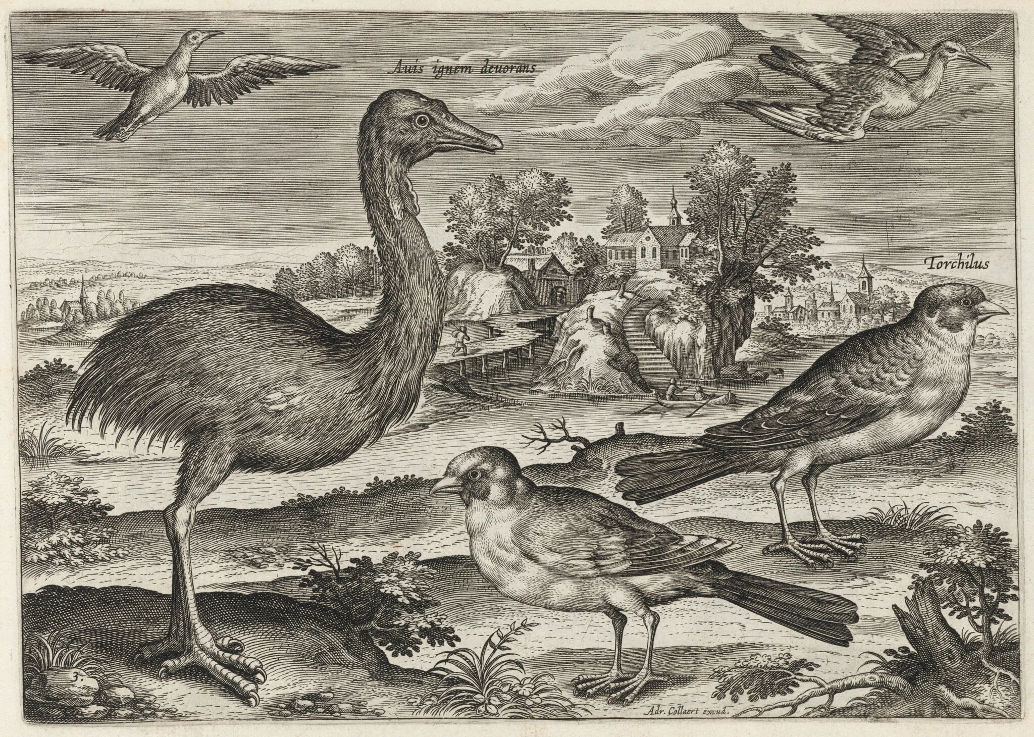 Double-Wattled Cassowary and Finches, detail