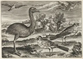 Double-Wattled Cassowary and Finches, by Adriaen Collaert, ink, 1600