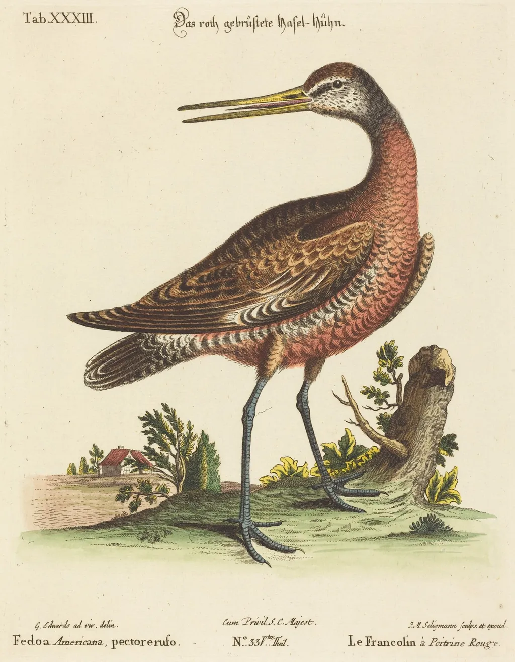 Fedoa Americana, pectore ruso, by Johann Michael Seligmann, ink, 1741