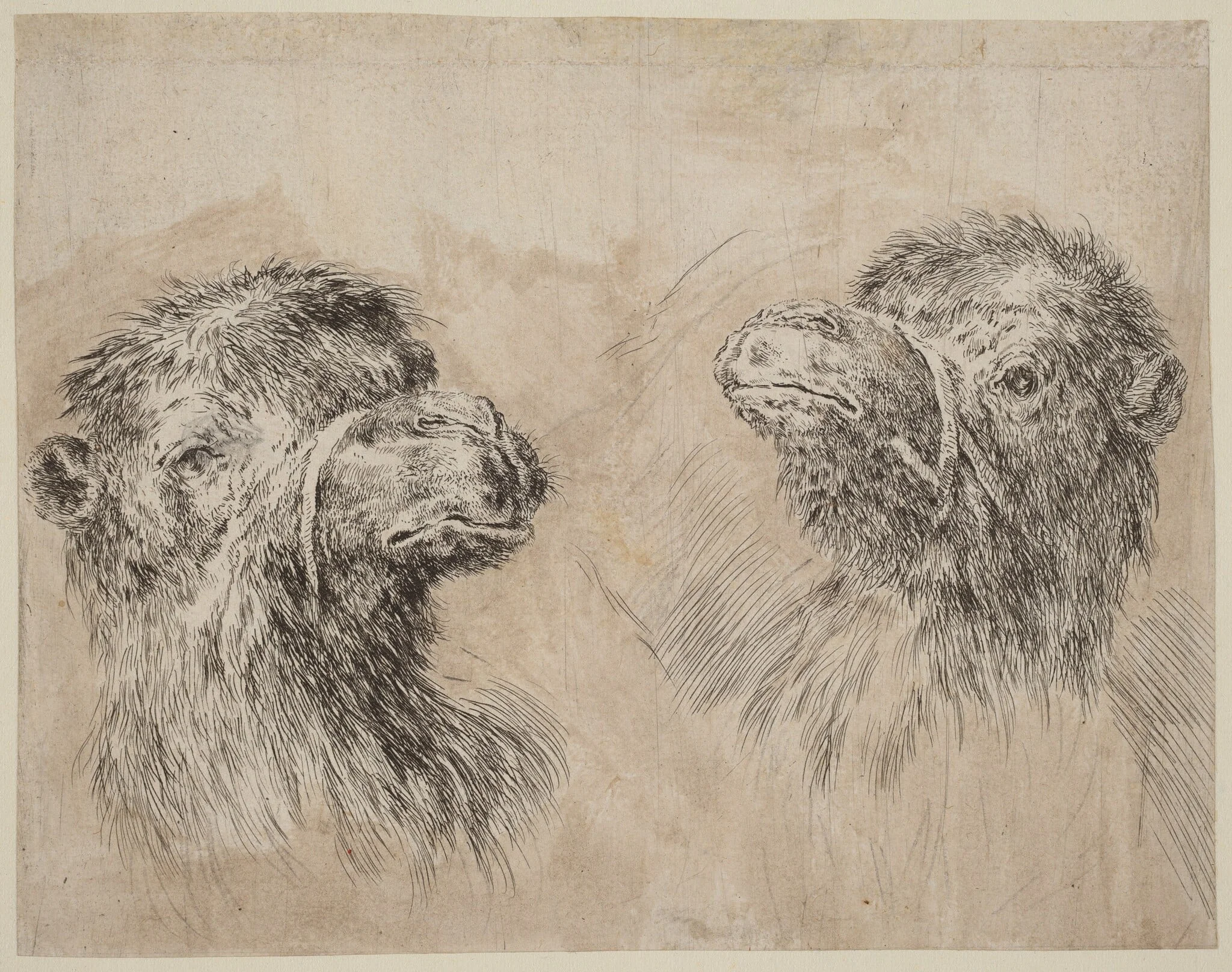 Two Camel Heads [recto], detail