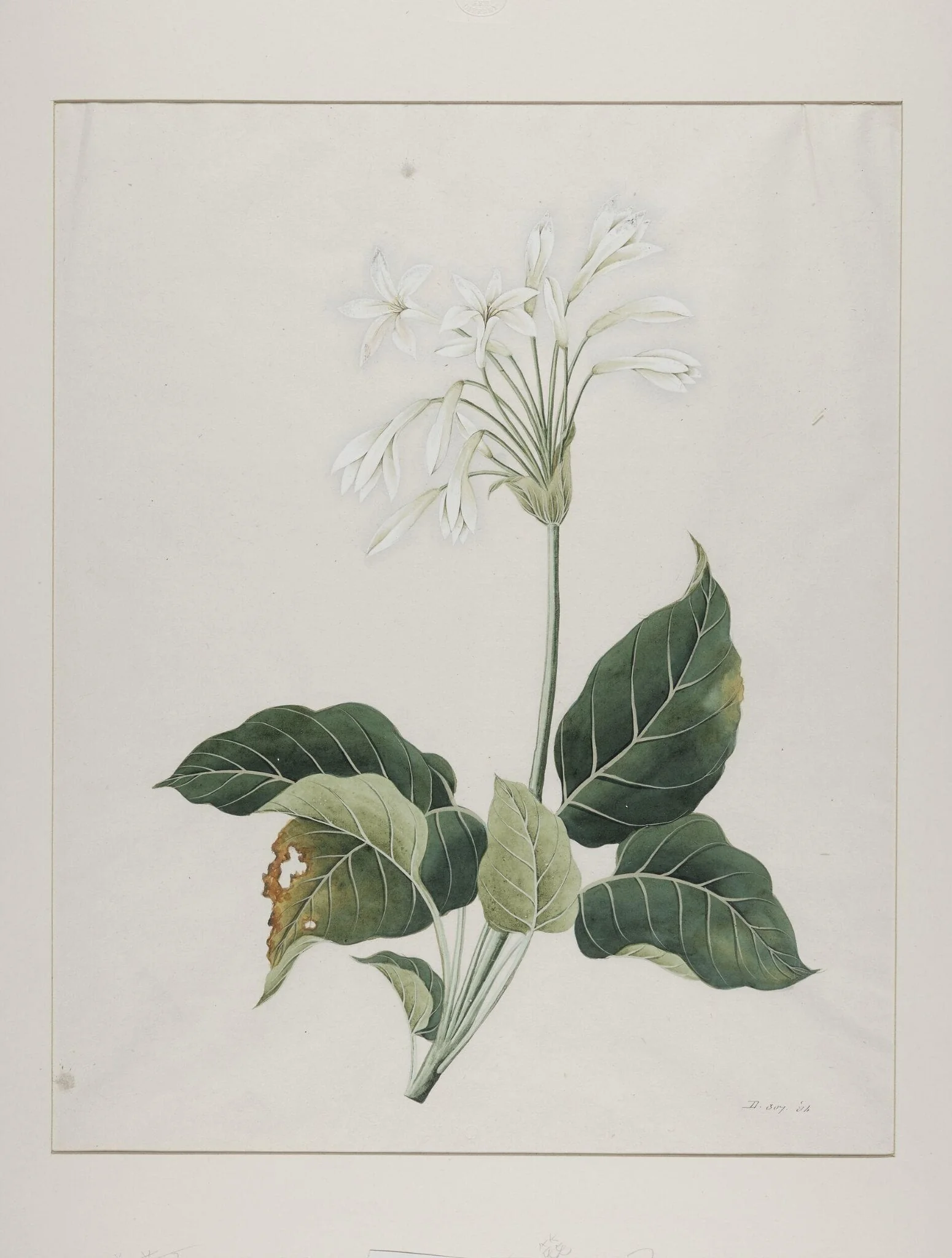 Fragrant plantain lily (hosta plantaginea), yu zan, detail