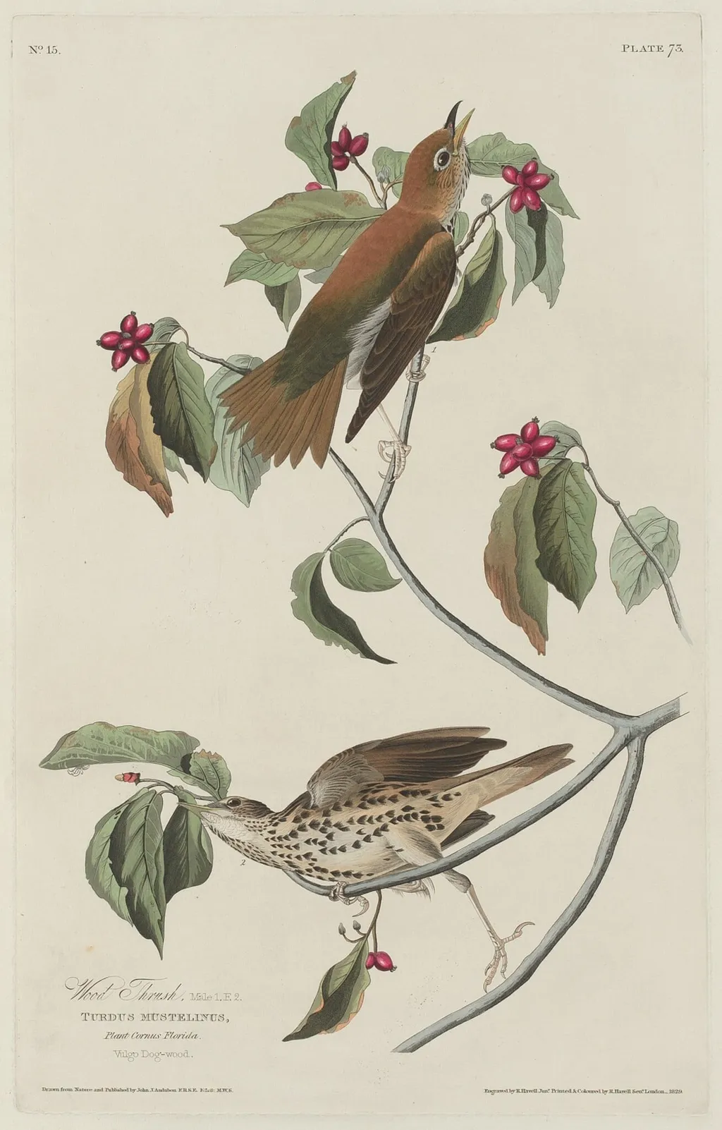 Wood Thrush, by Havell, Jr., Robert, ink, 1829