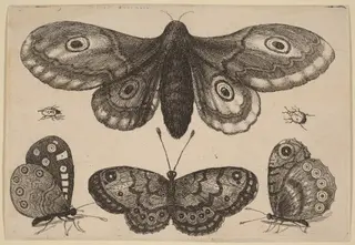 Moth, Three Butterflies, and Two Beetles, by Wenceslaus Hollar, ink, 1646