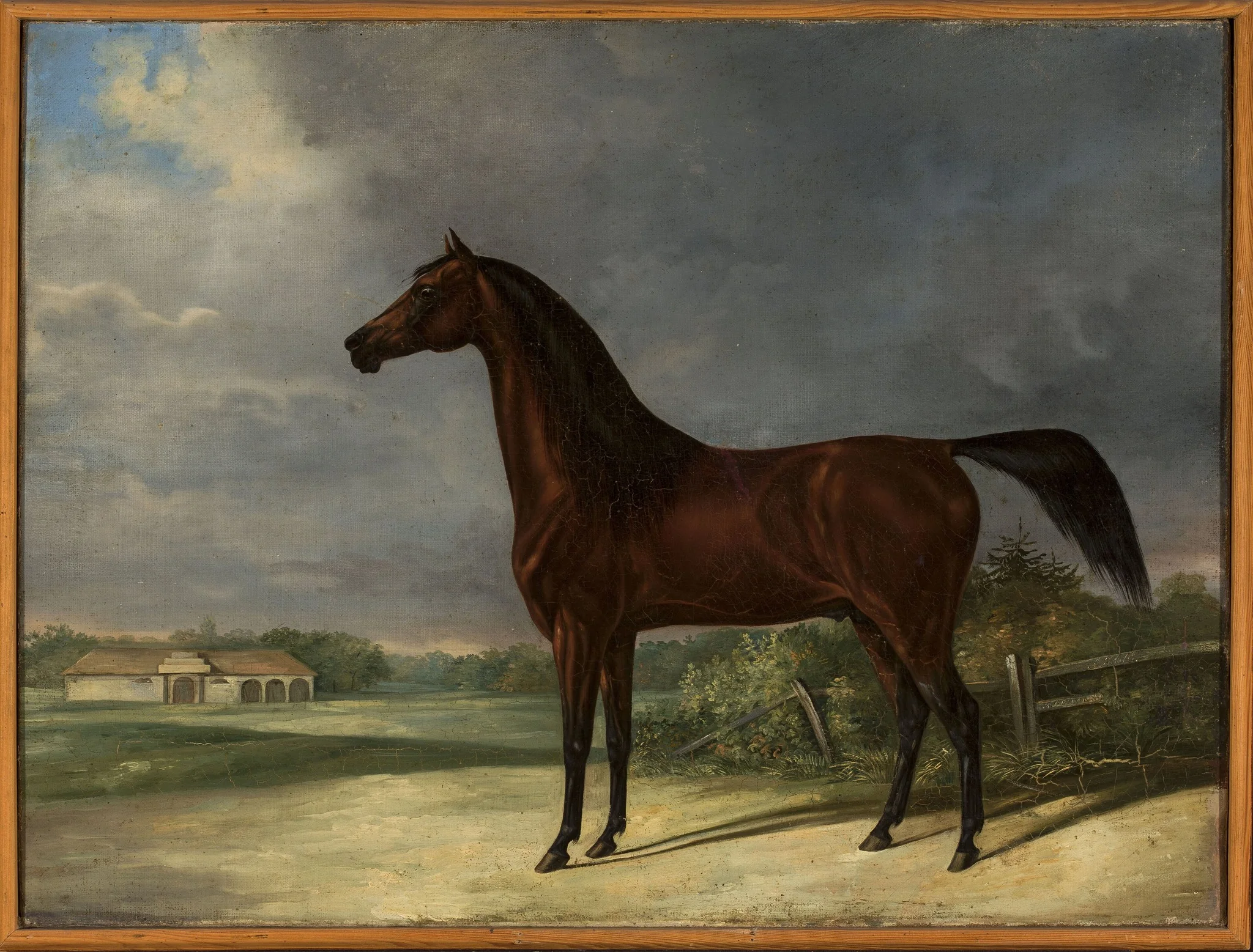 Bay horse, detail