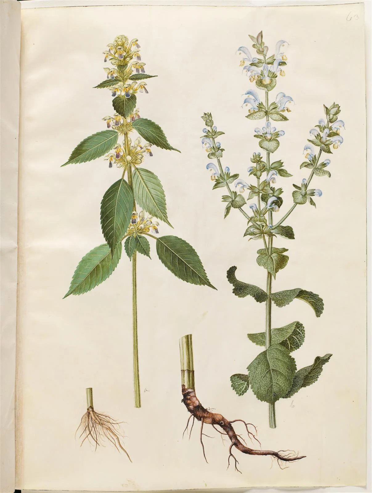 Galeopsis speciosa (hamp-hanekro); Salvia sclarea (broget salvie), detail