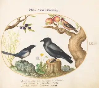 Plate 60: Magpie, Crow, and Goldfinch, by Joris Hoefnagel, gouache, 1594