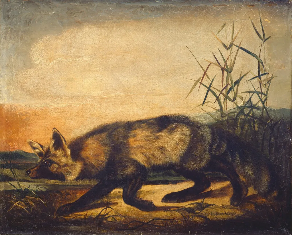 Long-Tailed Red Fox, by John Woodhouse Audubon, oil, 1851