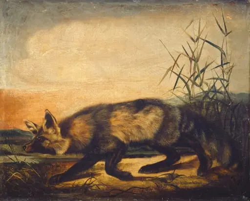 Long-Tailed Red Fox, by John Woodhouse Audubon, oil, 1851