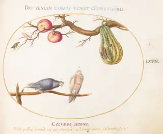 Plate 67: Two Doves beneath a Gourd and Apples, by Joris Hoefnagel, gouache, 1594