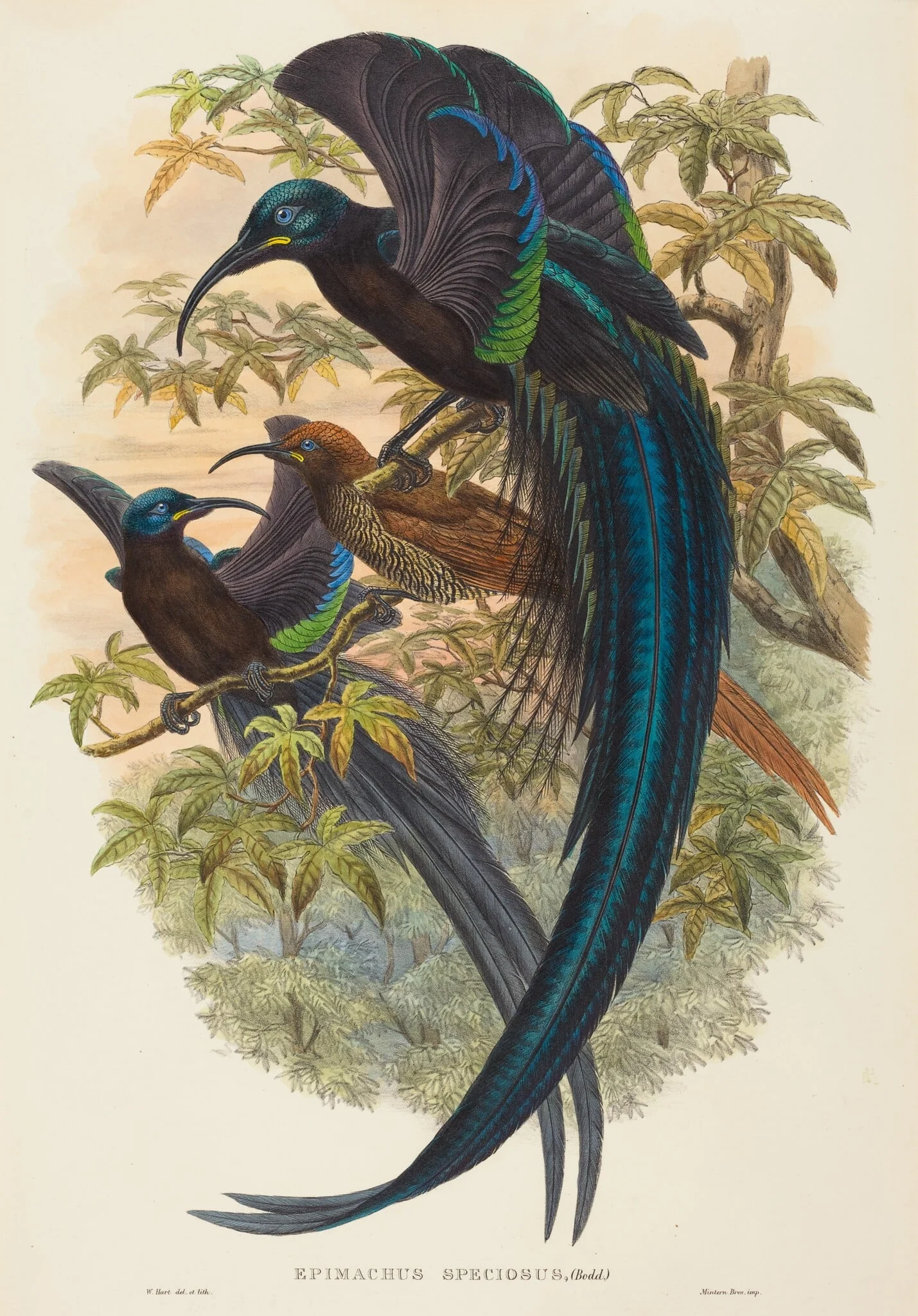 Epimachus speciosus (Sickle-billed Bird of Paradise), detail