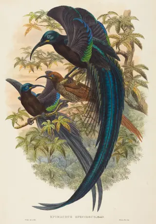 Epimachus speciosus (Sickle-billed Bird of Paradise), by W. Hart, ink, 1874
