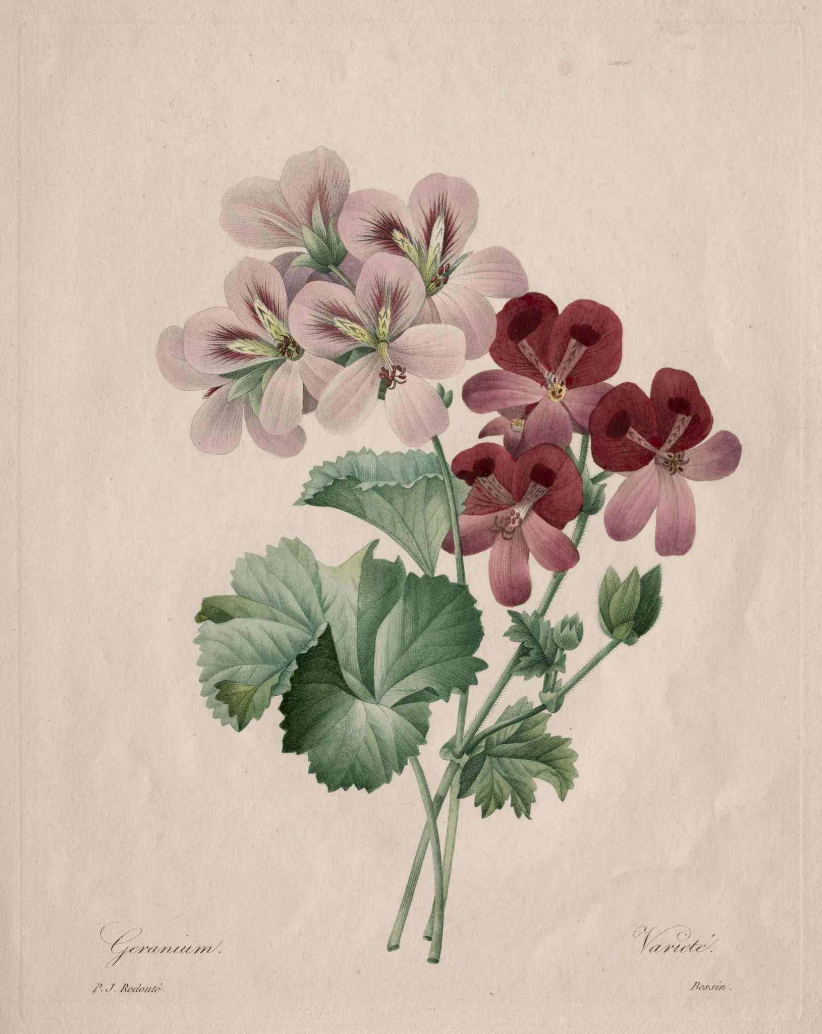 Geranium, detail