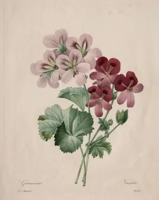 Geranium, by Henry Joseph Redouté, 1827