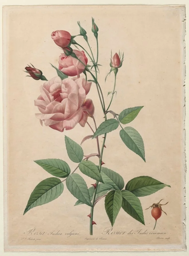 The Roses: China or Bengal Rose, detail