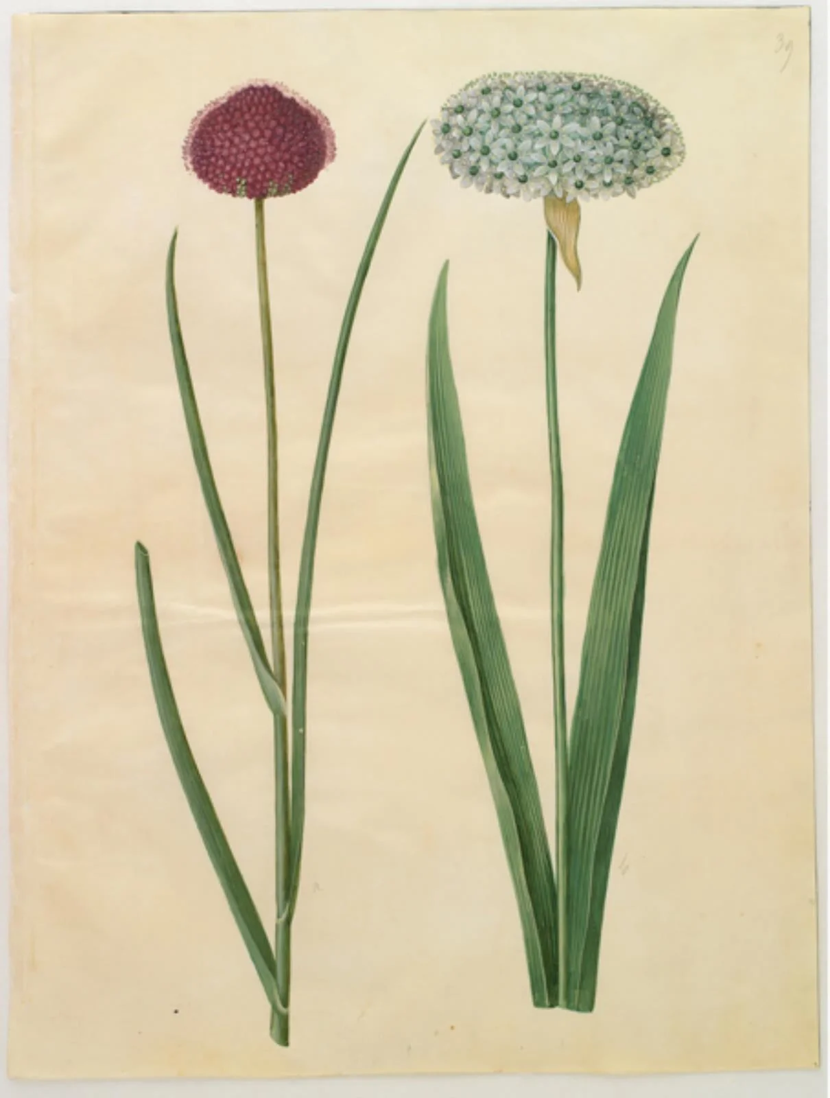 Allium sphaerocephalon (middelhavs-prydløg); Allium nigrum (sort løg), detail
