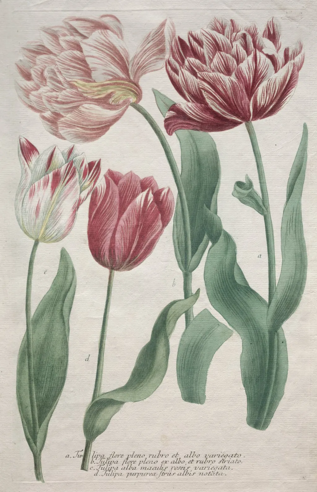 Tulips, by Bartholomaus Seutter, 1726