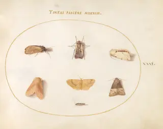 Plate 31: Seven Moths, by Joris Hoefnagel, gouache, 1594