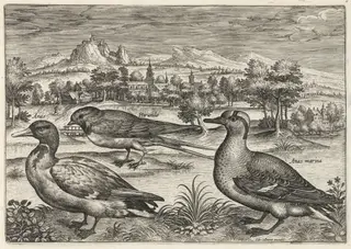 Mallard, Duck, and Swallow, by Adriaen Collaert, ink, 1600