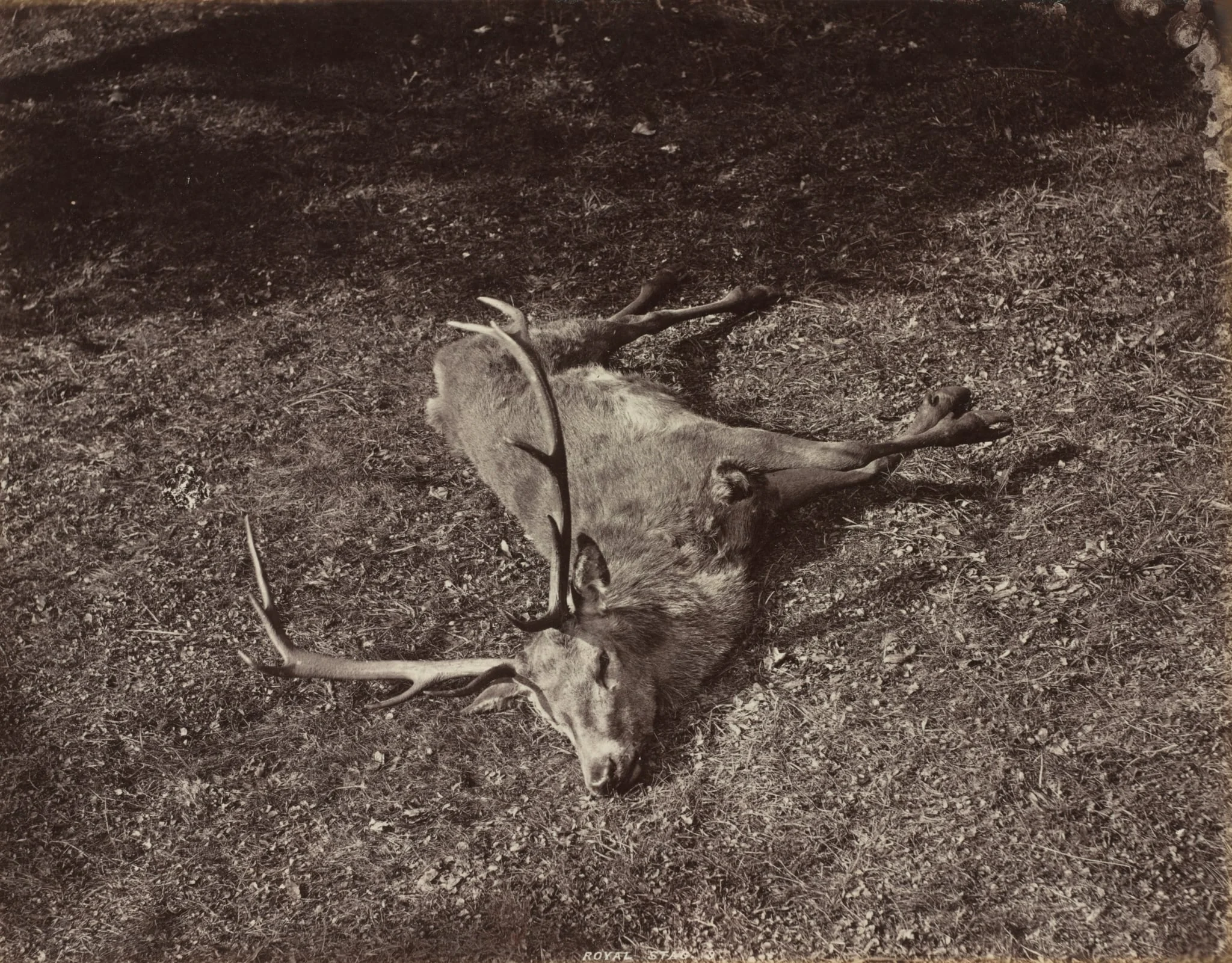 The Royal Stag, detail