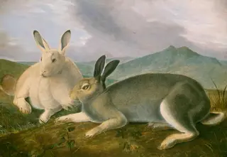 Arctic Hare, by John James Audubon, ink, 1841