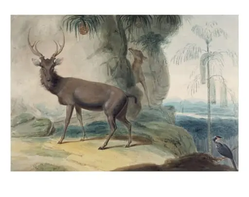 Elks (Gona), wild pineapple, caryota palm and rhinoceros bird, by Samuel Daniell, watercolor, 1800