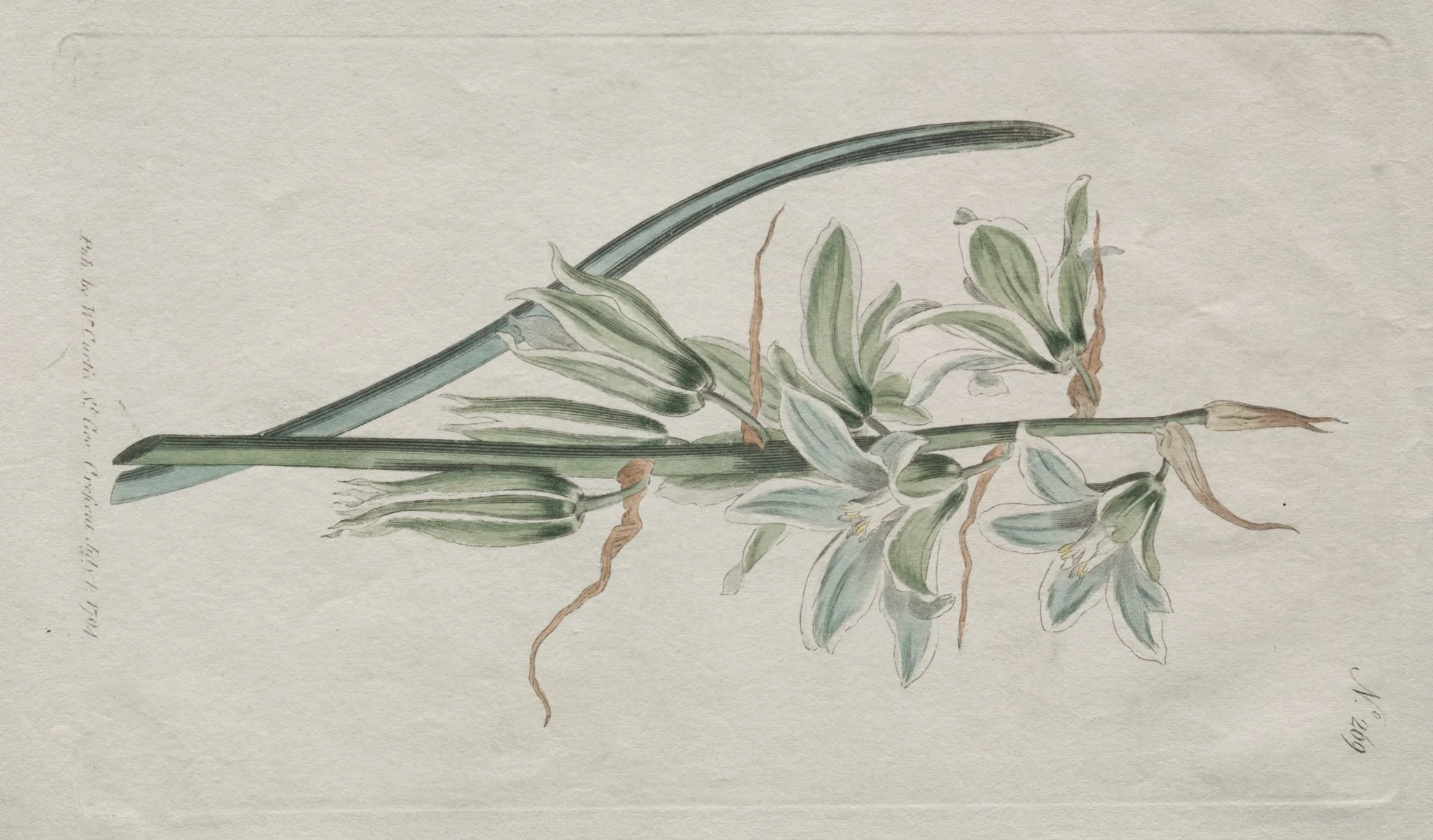 The Botanical Magazine or Flower Garden Displayed: Star of Bethlehem, detail