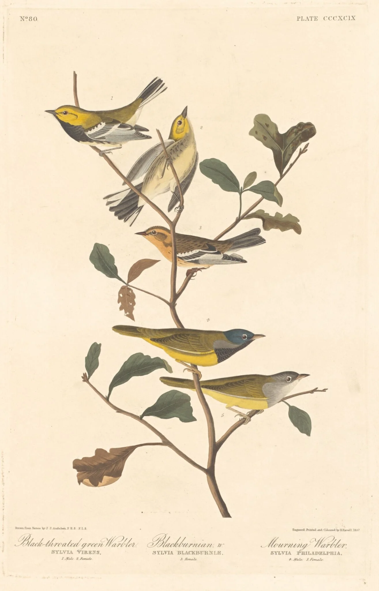 Black-throated Green Warbler, Blackburnian Warbler and Mourning Warbler, detail