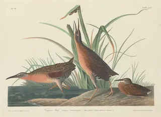Virginia Rail, by Havell, Jr., Robert, ink, 1834