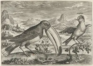 Toucan and Another Tropical Bird, by Adriaen Collaert, ink, 1600