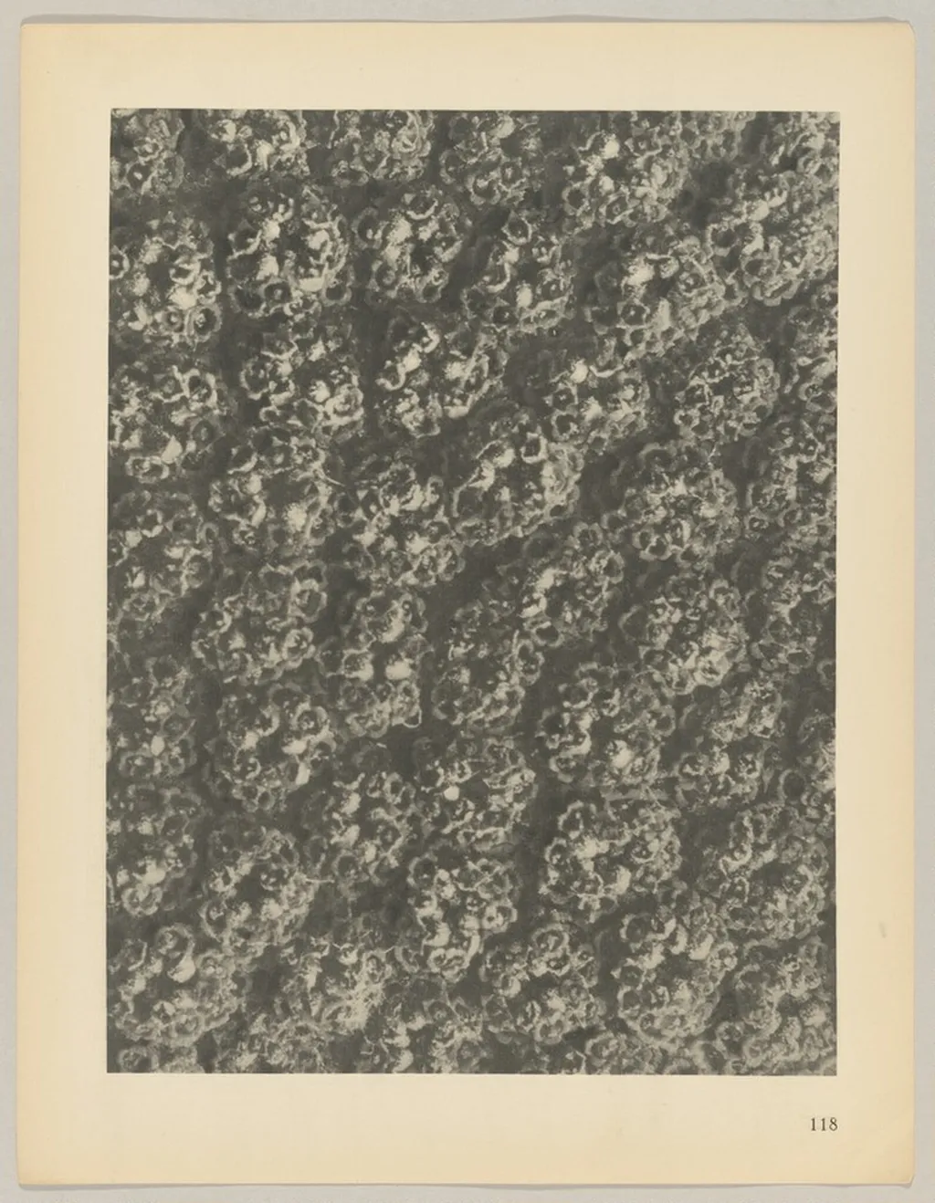 Achillea filipendulina, by Karl Blossfeldt, 1928