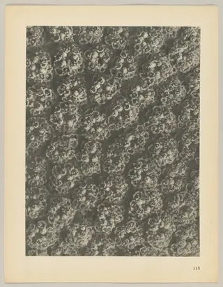 Achillea filipendulina, by Karl Blossfeldt, 1928