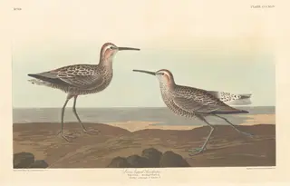 Long-legged Sandpiper, by Havell, Jr., Robert, ink, 1836