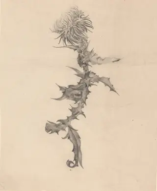 Thistle, by Karel Vitezslav Masek, graphite, 1894
