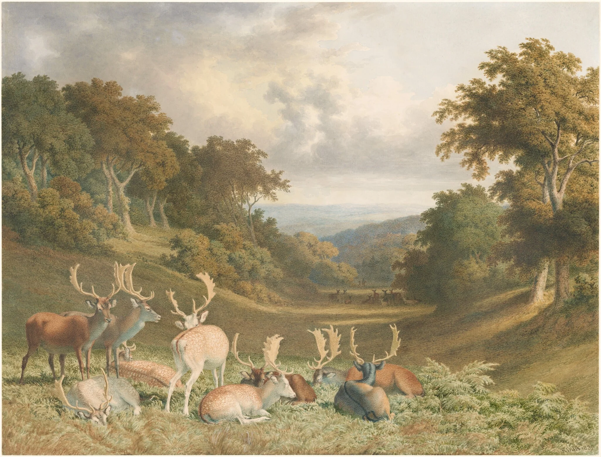 Stags in Knole Park, Kent, detail
