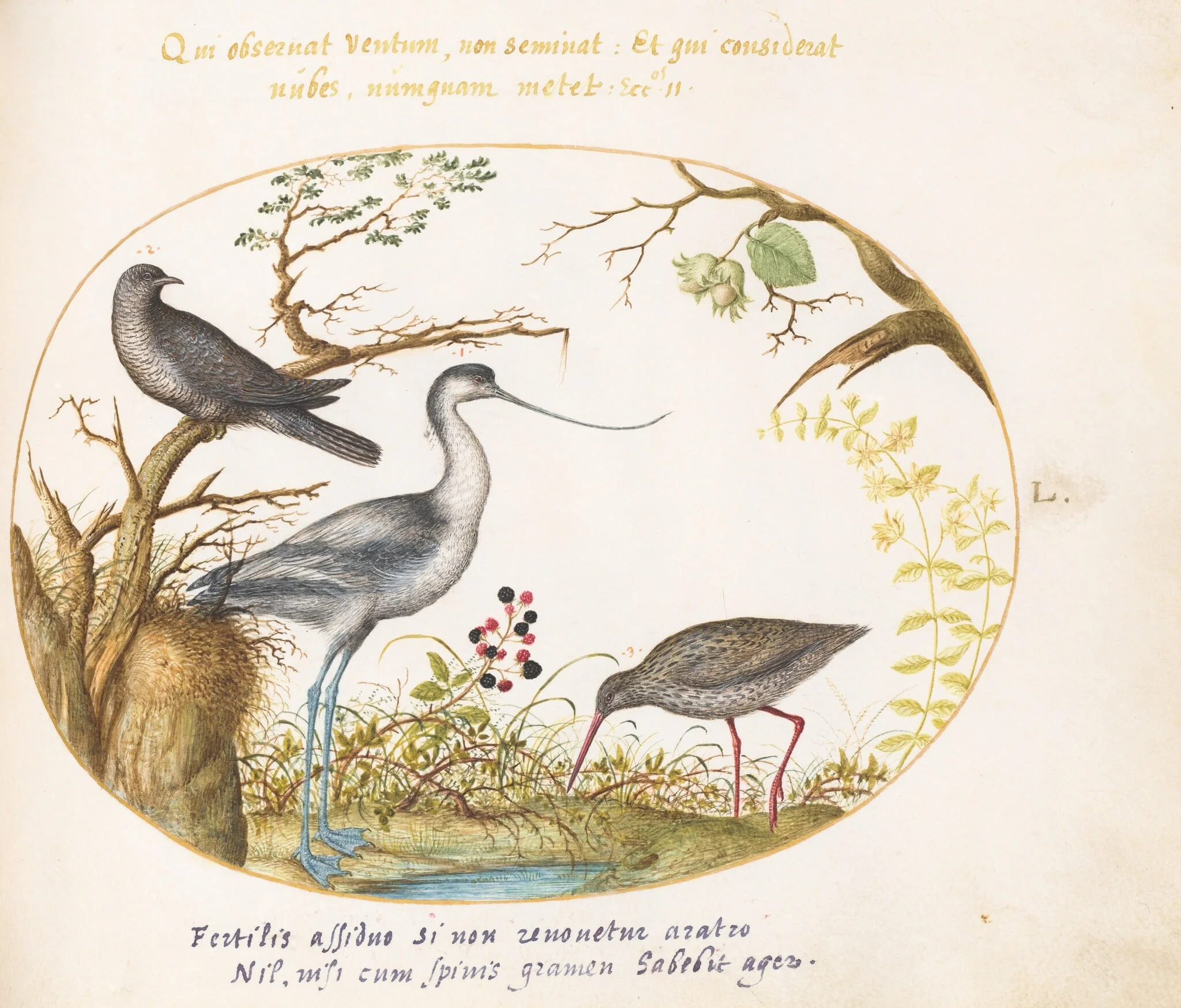 Plate 50: An Avocet with Two Other Birds, detail