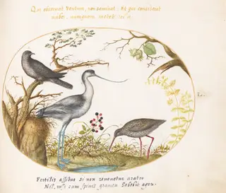 Plate 50: An Avocet with Two Other Birds, by Joris Hoefnagel, gouache, 1594