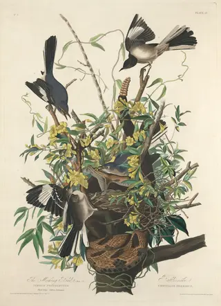 The Mocking Bird, by Havell, Jr., Robert, ink, 1827