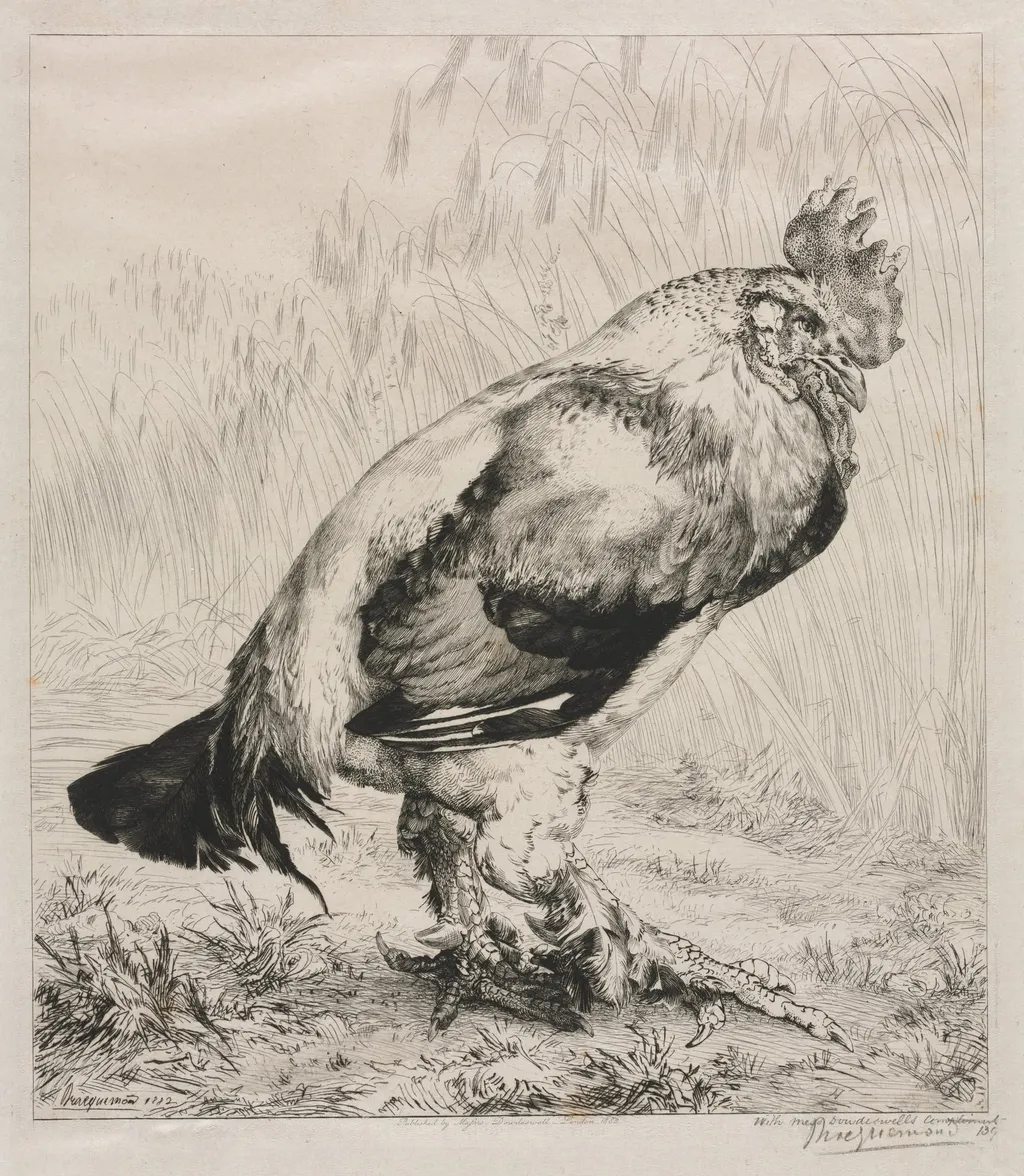The Old Cock, by Félix Bracquemond, 1882